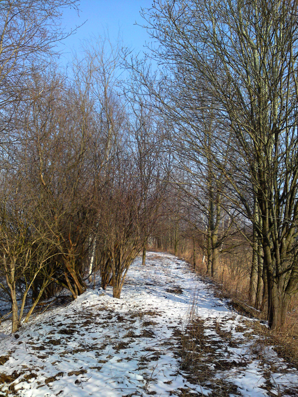 Grobla na nieczynnym stawie w okolicy Podgórzyna